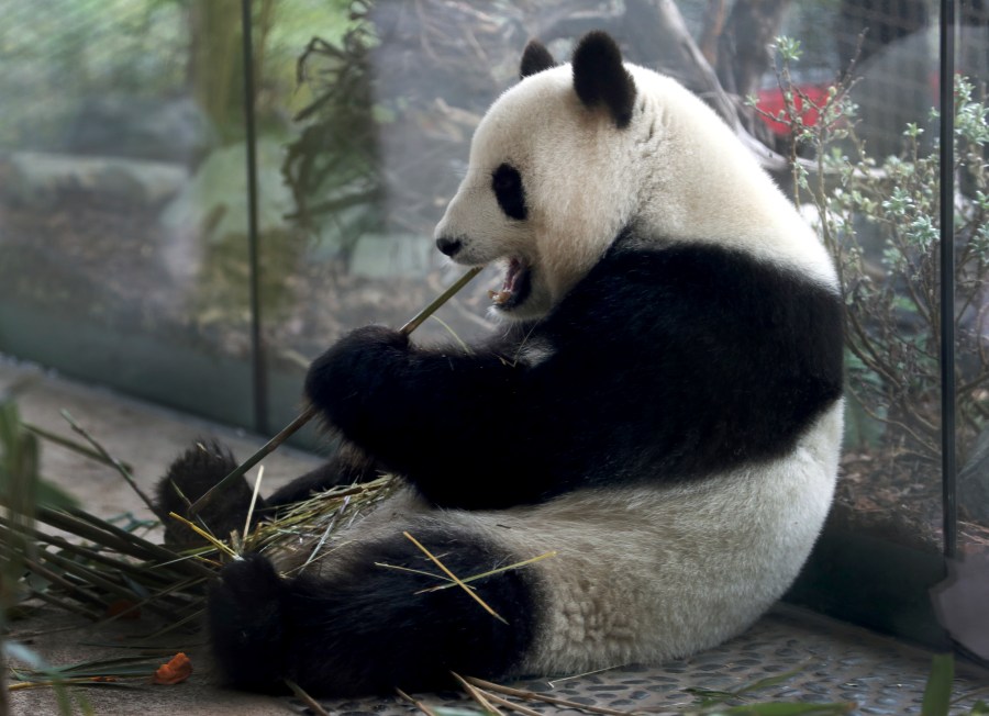 FILE -In this April 5, 2019 file photo taken through a window female panda Meng Meng eats bamboo at its enclosure at the zoo in Berlin, Germany. (AP Photo/Michael Sohn, file)