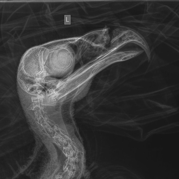 A radiograph provided by World Bird Sanctuary shows the beak injury to a bald eagle that is recuperating after surgeries at the World Bird Sanctuary in suburban St. Louis. The eagle was found in July with two gunshot wounds, including one that split his upper beak. (World Bird Sanctuary via AP)