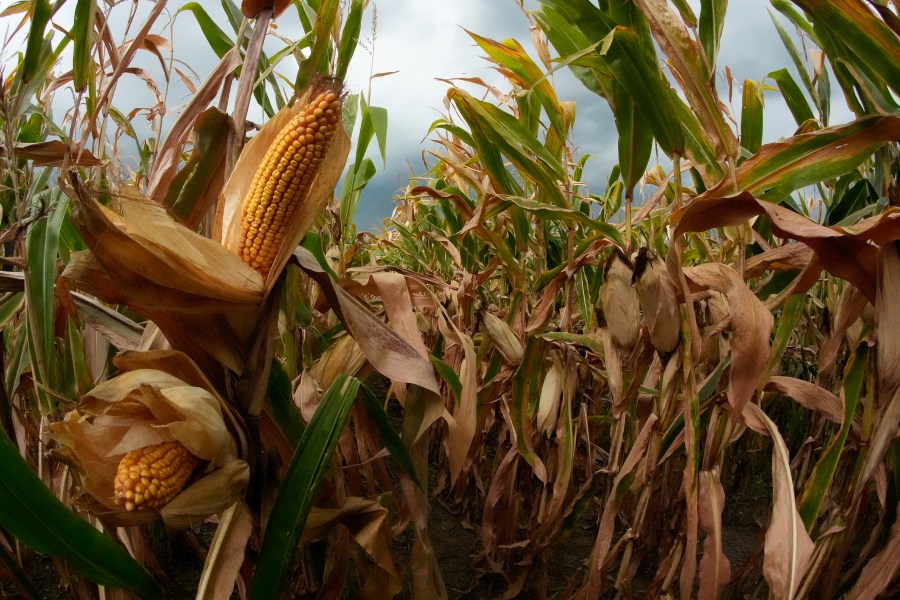 Storm clouds build as corn grows on Tuesday, Aug. 27, 2024, near Platte City, Mo. (AP Photo/Charlie Riedel)