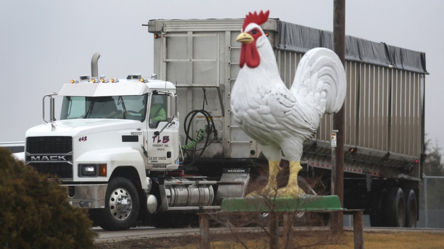 A truck drives out the entrance of the Cold Springs Eggs Farm where the presence of avian influenza was reported to be discovered, forcing the commercial egg producer to destroy nearly 3 million chickens on March 24, 2022 near Palmyra, Wisconsin. To control the spread of the virus, the U.S. Department of Agriculture has mandated testing of all poultry in a control area established around the infected farm before the birds or eggs can be sold or transported. The discovery of avian Influenza at the farm was the first case reported in Wisconsin, but it has already been reported on poultry farms in several Midwest states. (Photo by Scott Olson/Getty Images)